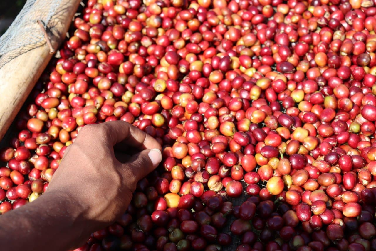 coffee harvestation