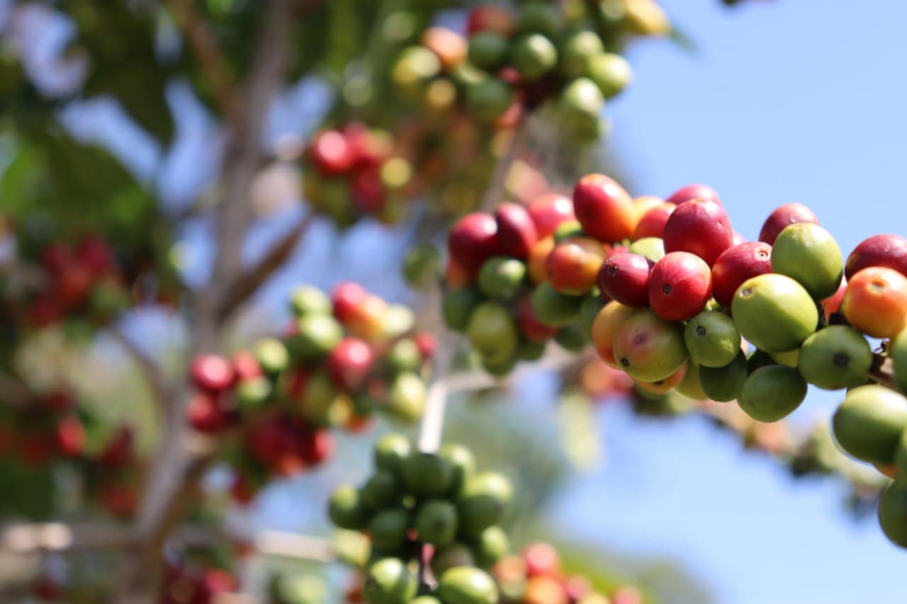 coffee plantation
